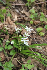 Ornithogalum woronowii