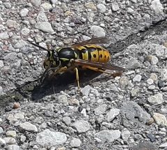 Vespula germanica