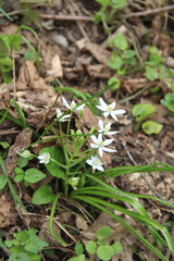 Ornithogalum woronowii