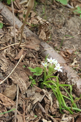 Ornithogalum woronowii