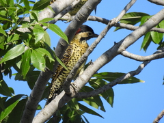 Colaptes melanochloros