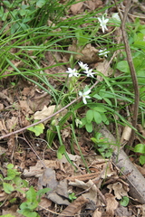 Ornithogalum woronowii