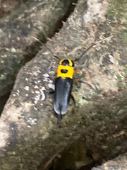 Cephalodina crassiceps