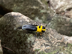 Cephalodina crassiceps
