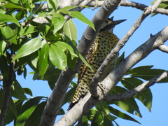 Colaptes melanochloros