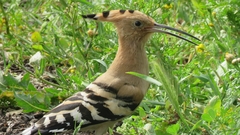Upupa epops