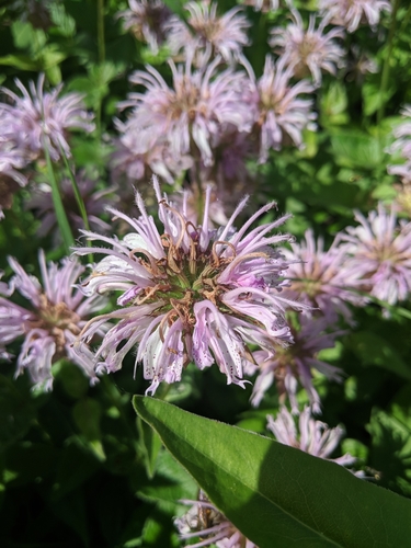 Monarda bradburiana