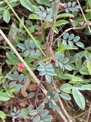 Indigofera adenoides
