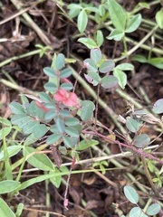 Indigofera adenoides