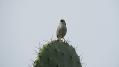 Prinia gracilis