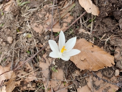 Crocus