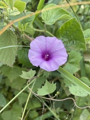 Ipomoea papilio