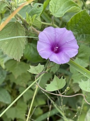 Ipomoea papilio