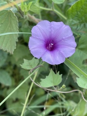 Ipomoea papilio