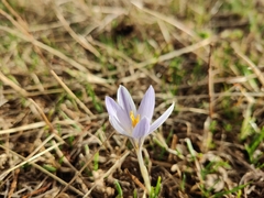 Crocus