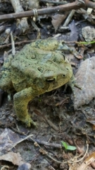 Anaxyrus americanus charlesmithi