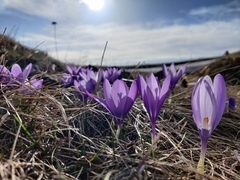 Crocus