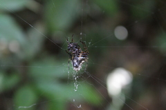 Verrucosa scapofracta