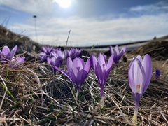 Crocus