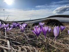 Crocus