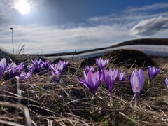 Crocus
