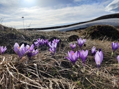 Crocus
