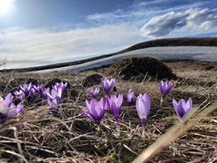 Crocus