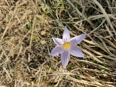 Crocus