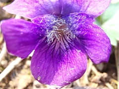 Viola triloba
