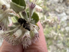 Acmaeodera vernalis