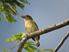 Cyclarhis gujanensis insularis