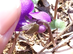 Viola triloba