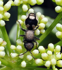 Ronisia marocana