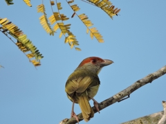 Cyclarhis gujanensis insularis