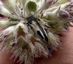 Acmaeodera latiflava