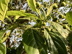 Cordia collococca