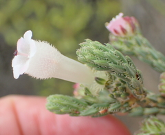Erica strigilifolia