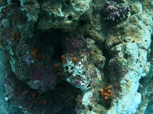 Balanophyllia galapagensis