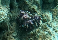 Homalocantha oxyacantha