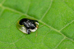 Plagiometriona clarki