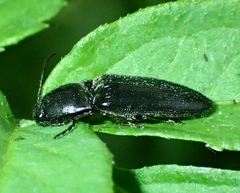 Hemicrepidius hirtus