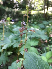 Tolmiea diplomenziesii