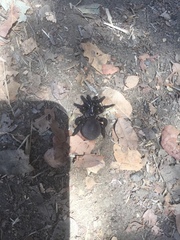 Hebestatis theveneti