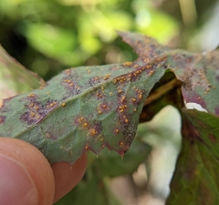 Miyagia pseudosphaeria