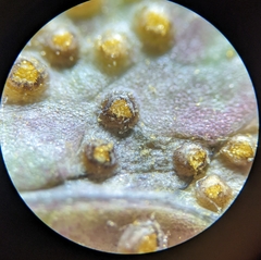 Miyagia pseudosphaeria