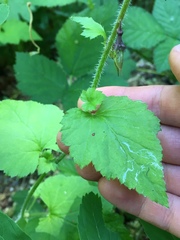 Tolmiea diplomenziesii