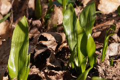 Allium ursinum