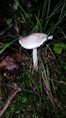 Leccinellum albellum