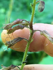 Tolmiea diplomenziesii