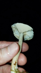 Leccinellum albellum